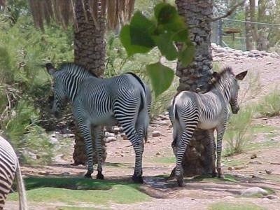 Two Zebras standing against a tree in the shade