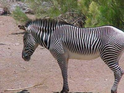 Left Profile - Zebra standing on dirt