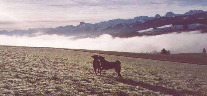 Two dogs are playing with each other on the side of a mountain. There is a large amount of fog behind them and a scenic view of mountains.
