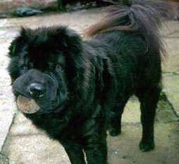 Front side view - A black Chinese Shar-Pei is standing on a concrete surface, she has a ball in her mouth and she is looking forward. The dog's tail is curled up over its back.