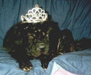 Front view - A black Chinese Shar-Pei dog is laying on a couch, it is looking forward, its eyes are closed and it is wearing a crown.