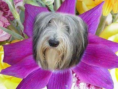 Nellie Rose the Border Collies face photoshopped into a flower