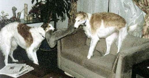 Elf and Pippin the Borzoi involved in a tug-of-war game on the love seat