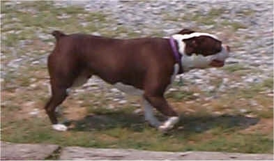 Right Profile - A brown with white Olde Boston Bulldogge is walking across grass and rocks. Its mouth is open.