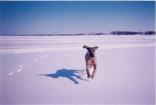 Action shot - A Cane Corso Italiano puppy running across snow