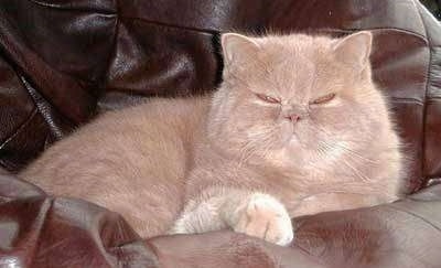 Simba the Exotic Shorthaired Cat is laying in a leather beanbag chair with a face that looks like he is scowling at the camera