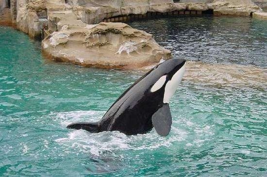 A black and white killer Whale is at the beginning of jumping out of a body of water. There is a large rock structure behind it.