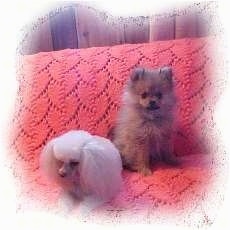 A white toy Poodle is laying on a pink couch next to a sitting tan Pomeranian.