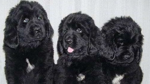 Front view upper body shots - Three large, fluffy, black with white Newfoundland puppies are sitting next to each other in front of a wall.