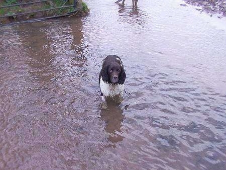 Shandy the English Springer Spaniel is all wet and standing in a body of water