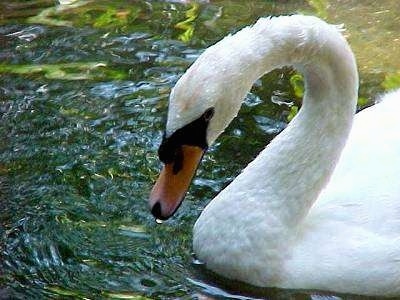 Close Up - Swans head