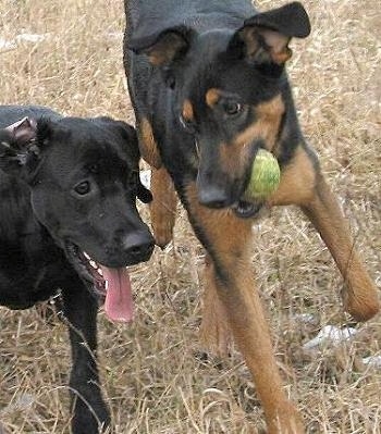 Two dogs are running and playing with a tennis ball 