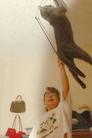 Newbie the cat jumping high in the air to grab a wand toy being aimed towards the ceiling by its owner