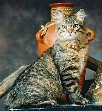 American Bobtail Cat sitting on a table with wooden planks and a clay jug behind it