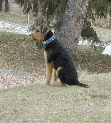 The left side of a black with tan Airedale Terrier dog sitting in grass with a tree behind it.