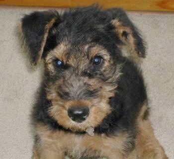 Close Up upper body shot - A wiry-looking, black with tan Airedale Terrier puppy is sitting on a carpet looking forward.