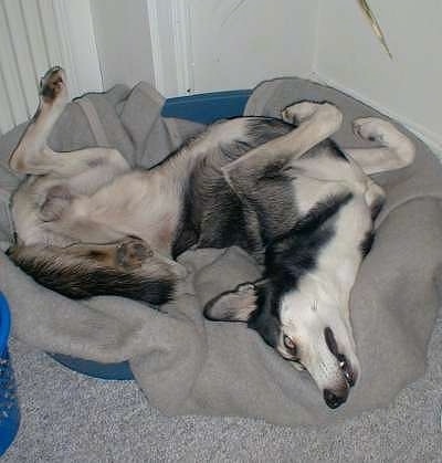 A black with white Alaskan Husky is laying on its back in a dog bed
