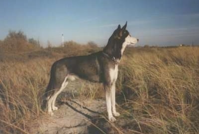 The right side of a black with white Alaskan Husky that is standing on a rock in the middle of tall grass