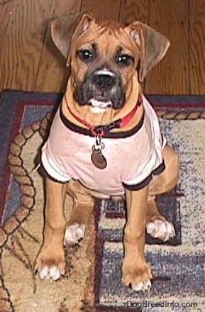 Allie the Boxer is sitting on a rug and wearing a pink cotton shirt with black accented sleeves and neck holes