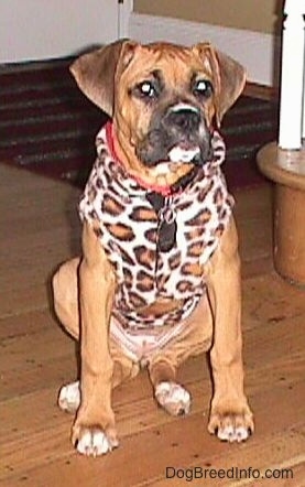 Allie the Boxer is sitting on a hardwood floor wearing a leopard jacket and sitting in front of a staircase