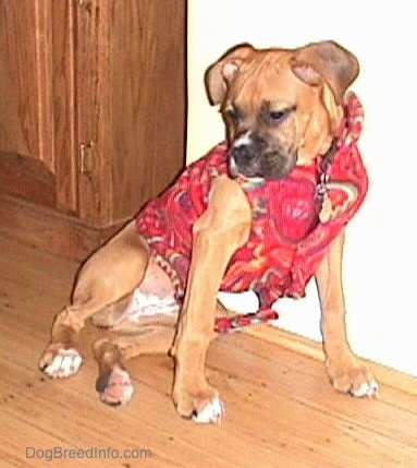 Allie the Boxer is wearing a red fleece coat and sitting on a hardwood floor against a wall