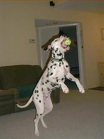 Casper the Dalmatian is jumping to catch a tennis ball in a house