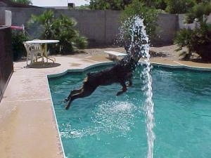 Rottweiler is jumping into a pool trying to get the water that is spraying out of a hose into the pool