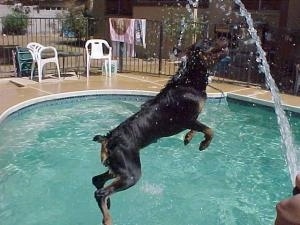 Rottweiler is jumping into a pool. There is a hose spraying water into the pool