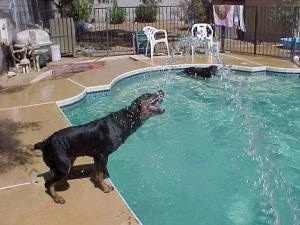 The hose is spraying the side of the pool, and the Rottweiler is getting in its mouth