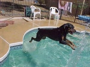 A Rottweiler is jumping into the water to get the hose spraying into the pool.