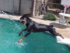 The Rottweiler is jumping off of diving board into a pool to bite the water that is coming out of a hose