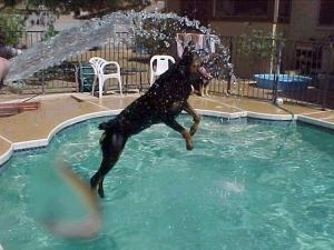 The Rottweiler is in mid-air jumping into a pool to get at the water spraying out of a water hose