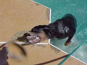 The Rottweiler is in the pool and laying its head poolside to get the water spraying out of a hose