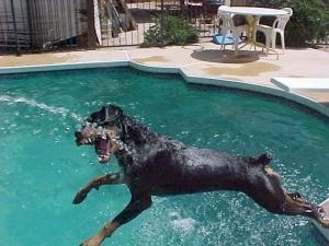 A Rottweiler is jumping off the side of a pool to bite at the water coming out of a hose