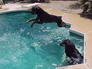 The Rottweiler is jumping into a pool. There is another dog sitting in the water on the side of the pool