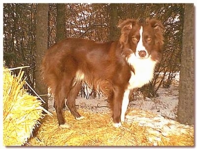 The right side of a red with white Australian Shepherd that is standing across a hay bale and it is looking forward.
