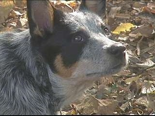 Close Up - The right side of the face of an Australian Cattle Dog that is standing outside on top of leaves and it is looking to the right.