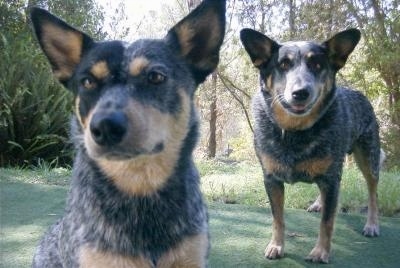 One Australian Cattle Dog is sitting on a lawn and Another Australian Cattle Dog is standing on the lawn behind it.