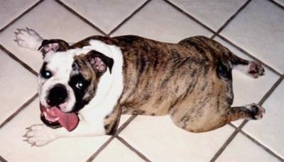 Brittney the English Bulldog with her tongue hanging out laying on a white tiled floor