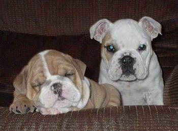 Nelly the Bulldog Puppy sleeping on a couch and Cisco the Bulldog Puppy is sitting next to it