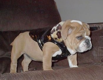 Nelly the Bulldog Puppy standing on a couch and wearing a leopard pleather jacket