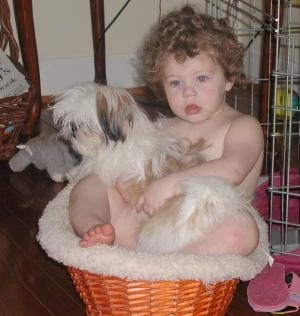 A child is sitting in a wicker basket and there is a Shih-Tzu puppy laying across her lap.