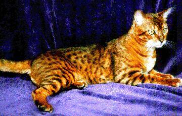 Wu Jen The Bengal Cat is laying across a purple backdrop