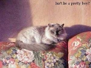 Gizmo the Birman Cat is laying on the back of a flower print couch
