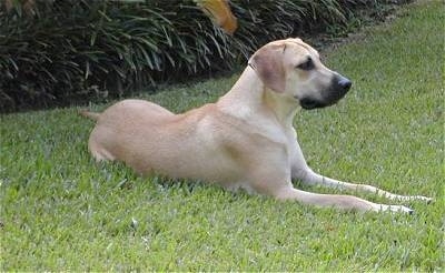 Sam the Black Mouth Cur laying outside in front of a large bush