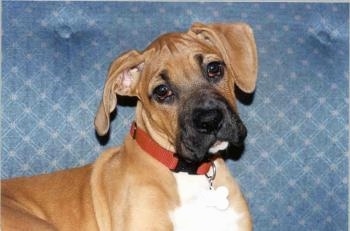 Head and upper body shot - A drop eared, tan with white Boxer mix puppy is laying on a blue couch and it is looking to the right.