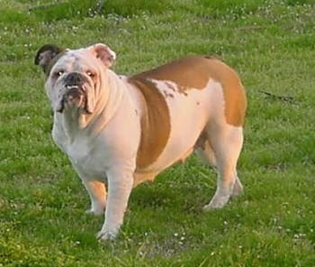 Rooby the English Bulldog standing outside in grass looking at the camera