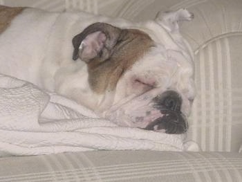 Rooby the English Bulldog sleeping on top of a white blanket on a white couch