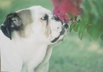 Close Up - Rooby the English Bulldog sniffing a hot pink flower