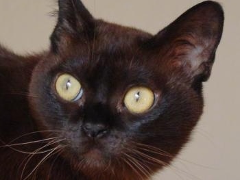 Close Up head shot - Black Burmese cat with large round yellow eyes looking to the left